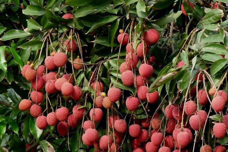 如何選擇荔枝烘幹機改善荔枝幹果？