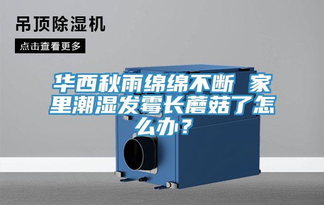 華西秋雨綿綿不斷 家裏潮濕發黴長蘑菇了怎麽辦？