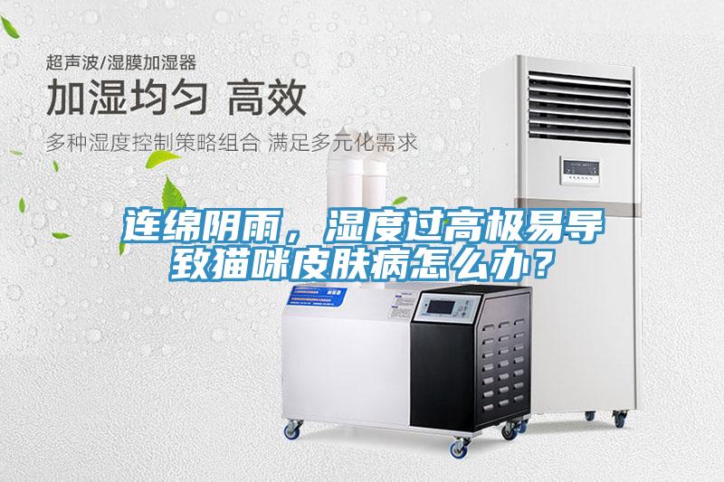 連綿陰雨，濕度過高極易導致貓咪皮膚病怎麽辦？
