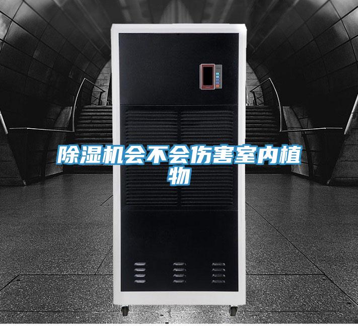 PICACG哔咔官网入口會不會傷害室內植物