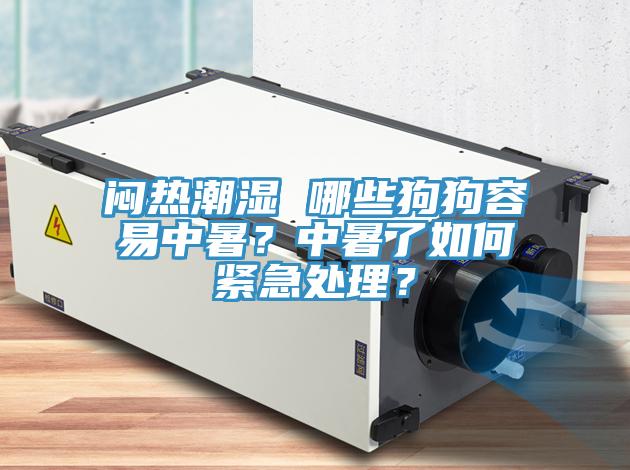 悶熱潮濕 哪些狗狗容易中暑？中暑了如何緊急處理？