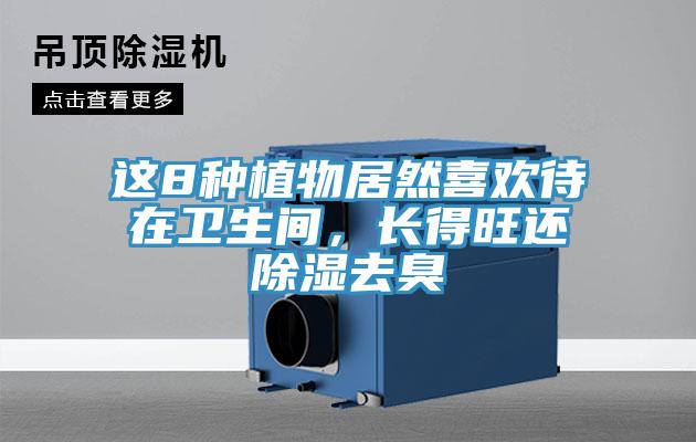 這8種植物居然喜歡待在衛生間，長得旺還除濕去臭