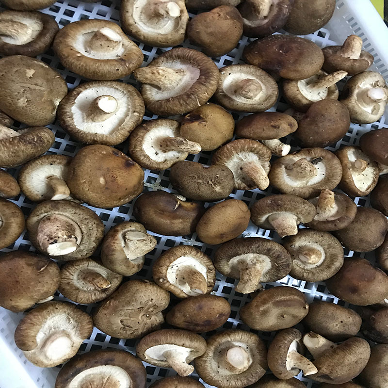 湖北省京山縣的菇農代表選用哔咔漫画免费观看入口官网哔咔漫画免费观看入口官网食用菌烘幹機模塊即香菇烘幹機